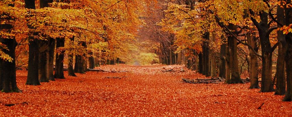 Orgasmic Orange Overload